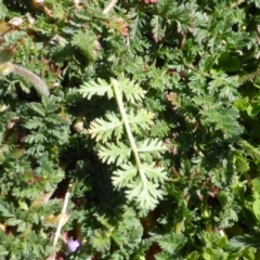 Erodium cicutarium at Isaacs Ridge - 26 Aug 2016