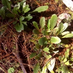 Ajuga australis (Austral Bugle) at Isaacs, ACT - 26 Aug 2016 by Mike