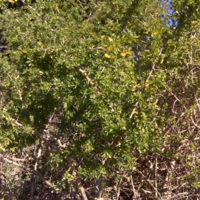 Lycium ferocissimum (African Boxthorn) at Fyshwick, ACT - 26 Aug 2016 by Mike