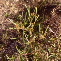 Dodonaea viscosa subsp. angustissima (Hop Bush) at Isaacs, ACT - 28 Aug 2016 by Mike