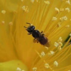 Lasioglossum (Chilalictus) hemichalceum at Pollinator-friendly garden Conder - 8 Dec 2015 12:47 PM