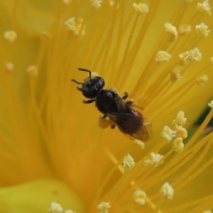 Lasioglossum (Chilalictus) hemichalceum at Pollinator-friendly garden Conder - 8 Dec 2015 12:47 PM