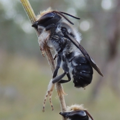 Megachile lucidiventris (Resin bee, Megachilid bee) at Tennent, ACT - 31 Dec 2014 by MichaelBedingfield