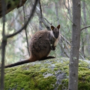 Petrogale penicillata at Paddys River, ACT - 20 Aug 2016