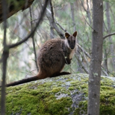 Petrogale penicillata (Brush-tailed Rock Wallaby) at Paddys River, ACT - 20 Aug 2016 by roymcd