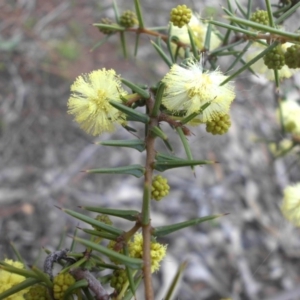 Acacia ulicifolia at Majura, ACT - 2 Sep 2016