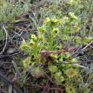 Drosera sp. at Majura, ACT - 2 Sep 2016