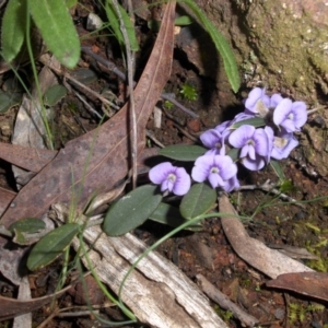 Hovea heterophylla at Majura, ACT - 2 Sep 2016