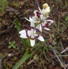 Wurmbea dioica subsp. dioica (Early Nancy) at Majura, ACT - 1 Sep 2016 by SilkeSma