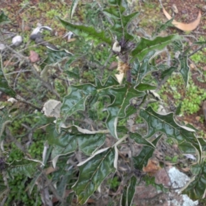 Solanum cinereum at Majura, ACT - 2 Sep 2016 09:47 AM