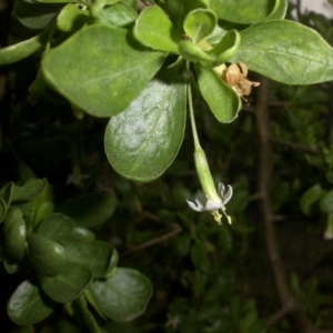 Lycium ferocissimum at Majura, ACT - 2 Sep 2016