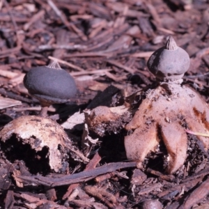 Geastrum tenuipes at Macquarie, ACT - 28 Aug 2016 12:00 AM