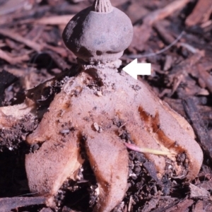 Geastrum tenuipes at Macquarie, ACT - 28 Aug 2016 12:00 AM