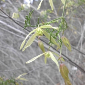 Clematis leptophylla at Majura, ACT - 2 Sep 2016 09:58 AM