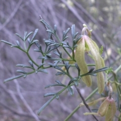 Clematis leptophylla at Majura, ACT - 2 Sep 2016 09:58 AM