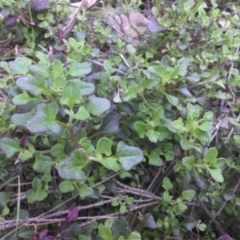 Einadia hastata (Berry Saltbush) at Majura, ACT - 1 Sep 2016 by SilkeSma