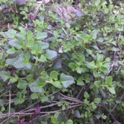 Einadia hastata (Berry Saltbush) at Majura, ACT - 2 Sep 2016 by SilkeSma