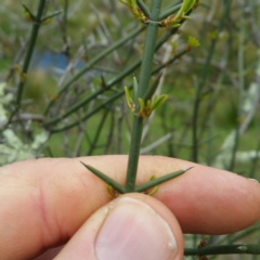 Discaria pubescens (Australian Anchor Plant) at Denman Prospect, ACT - 22 Jan 2016 by RichardMilner