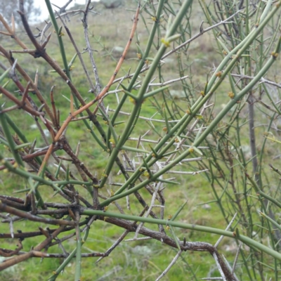 Discaria pubescens (Australian Anchor Plant) at Molonglo River Reserve - 22 Jan 2016 by RichardMilner