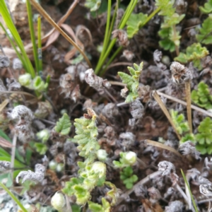 Cheilanthes distans at Molonglo River Reserve - 23 Jan 2016