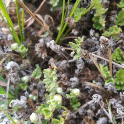 Cheilanthes distans (Bristly Cloak Fern) at Denman Prospect, ACT - 23 Jan 2016 by RichardMilner