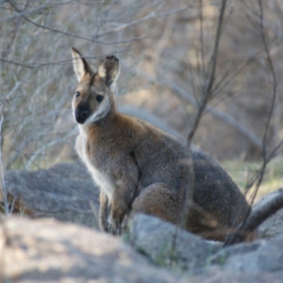 Notamacropus rufogriseus (Red-necked Wallaby) at Fisher, ACT - 13 Aug 2016 by roymcd