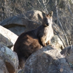 Osphranter robustus robustus (Eastern Wallaroo) at Fisher, ACT - 13 Aug 2016 by roymcd