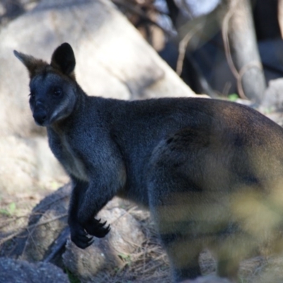 Wallabia bicolor (Swamp Wallaby) at Fisher, ACT - 13 Aug 2016 by roymcd