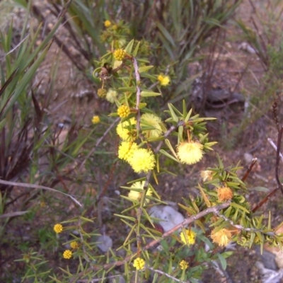 Acacia ulicifolia (Prickly Moses) at Farrer Ridge - 29 Aug 2016 by Mike