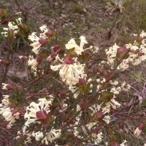 Pimelea linifolia subsp. linifolia at Tuggeranong DC, ACT - 29 Aug 2016 02:55 PM