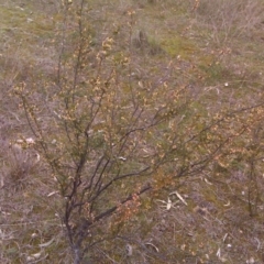 Leucopogon fletcheri subsp. brevisepalus (Twin Flower Beard-Heath) at Isaacs, ACT - 29 Aug 2016 by Mike