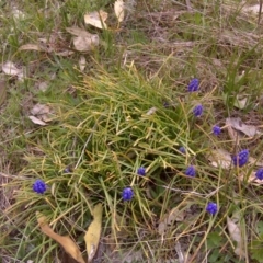 Muscari armeniacum (Grape Hyacinth) at Isaacs, ACT - 29 Aug 2016 by Mike