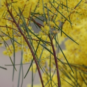 Acacia boormanii at Symonston, ACT - 21 Aug 2016