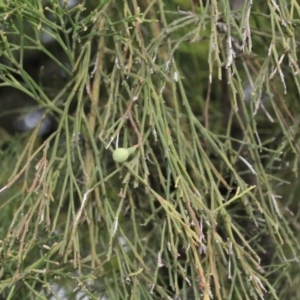 Exocarpos cupressiformis at Bruce, ACT - 6 Jun 2016