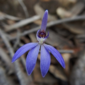 Cyanicula caerulea at Aranda, ACT - suppressed