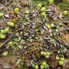 Asterella drummondii at Aranda, ACT - 1 Sep 2016