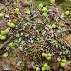 Asterella drummondii at Aranda, ACT - 1 Sep 2016 02:16 PM