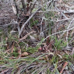 Grevillea sp. at Aranda, ACT - 1 Sep 2016