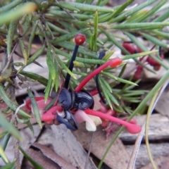 Grevillea sp. at Aranda, ACT - 1 Sep 2016