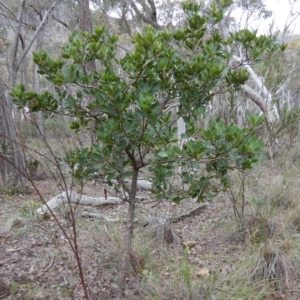 Arbutus unedo at Aranda, ACT - 1 Sep 2016 02:28 PM