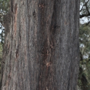 Eucalyptus macrorhyncha at Bruce, ACT - 6 Jun 2016