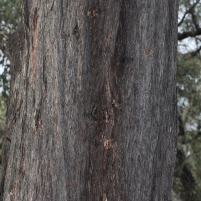 Eucalyptus macrorhyncha (Red Stringybark) at Bruce, ACT - 5 Jun 2016 by PeteWoodall