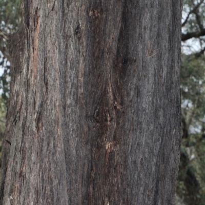 Eucalyptus macrorhyncha (Red Stringybark) at Bruce, ACT - 6 Jun 2016 by PeteWoodall