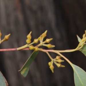 Eucalyptus macrorhyncha at Bruce, ACT - 6 Jun 2016