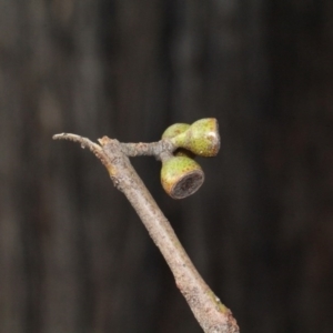 Eucalyptus macrorhyncha at Bruce, ACT - 6 Jun 2016