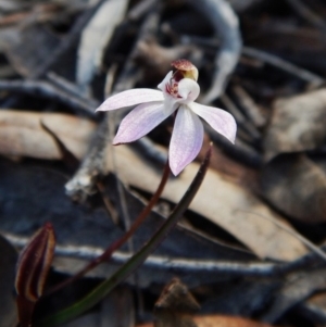 Caladenia fuscata at Belconnen, ACT - 30 Aug 2016