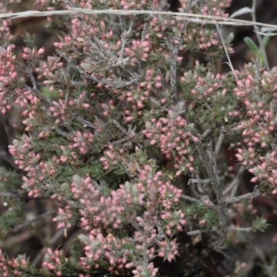 Leucopogon attenuatus (Small-leaved Beard Heath) at Bruce, ACT - 5 Jun 2016 by PeteWoodall