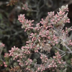 Styphelia attenuata at Bruce, ACT - 6 Jun 2016