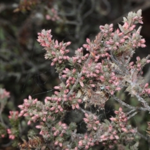 Styphelia attenuata at Bruce, ACT - 6 Jun 2016