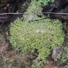 Cladia aggregata (A lichen) at Bruce, ACT - 5 Jun 2016 by PeteWoodall